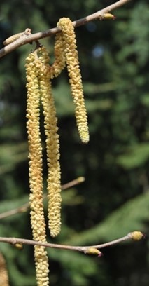 Corylus avellana: infiorescenze - foto:  Michela Lamieri.JPG