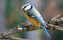 CARTOLINA SASSOGUIDANO1cinciarella.jpg