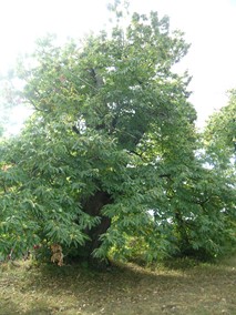 Castanea sativa