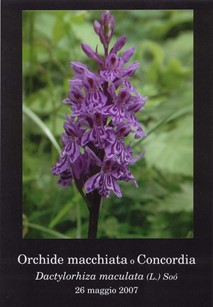 Dactylorhiza maculata (L.) Soò