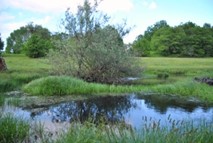 Habitat toporagno d'acqua.JPG